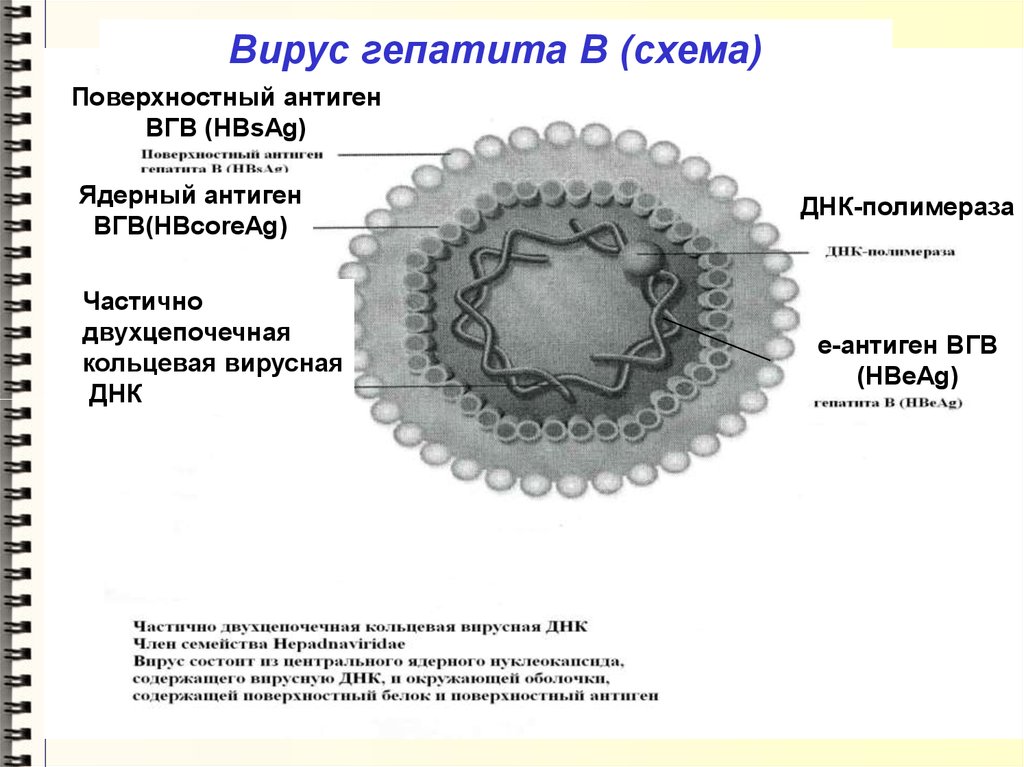 Антигену вируса гепатита в hbsag. Вирус гепатита в. Структура вируса гепатита в. Антигены вируса гепатита с. Поверхностный антиген вируса гепатита в.