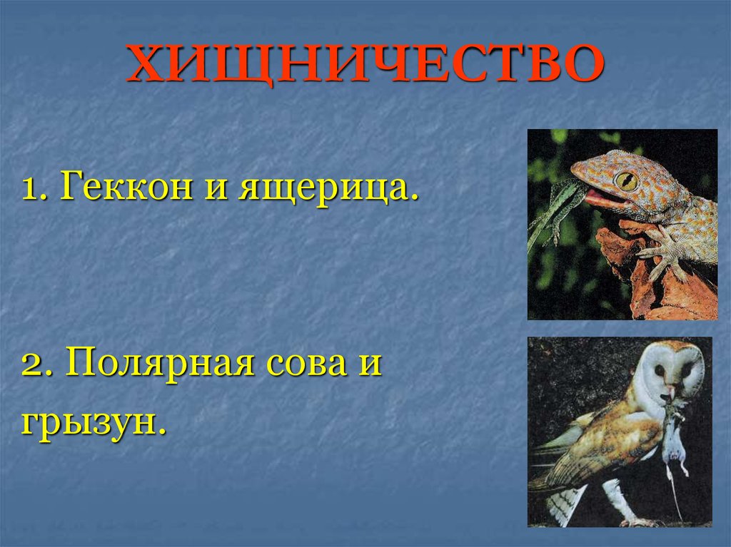 Хищничество. Хищничество ящериц. Примеры хищничества в биологии. Хищничество это в биологии кратко.