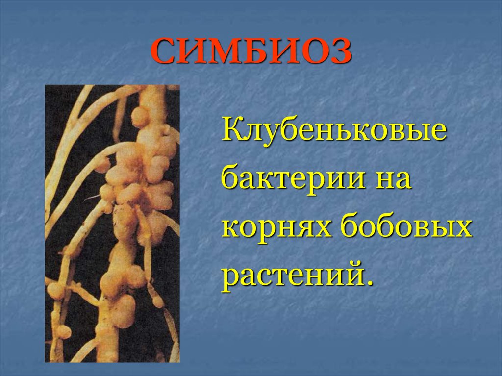 Пример симбиоза бактерий. Клубеньковые бактерии симбионты. Бактерии - симбионты (клубеньковые бактерии).. Симбиоз на корнях бобовых. Клубеньковые бактерии симбиоз.