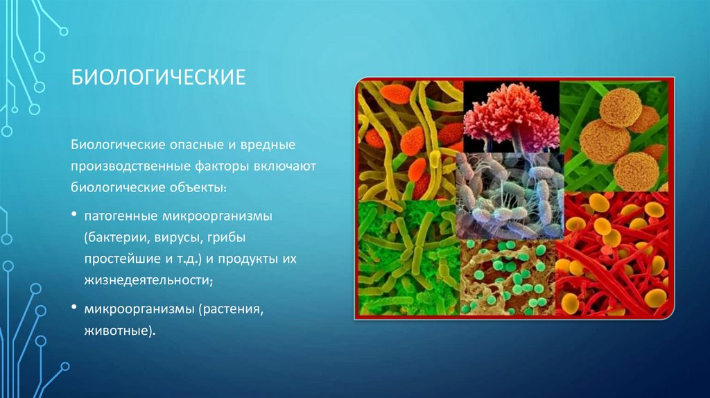 Презентация на тему биологические опасности