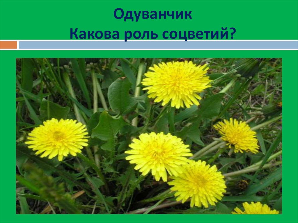 Происхождение одуванчика. Одуванчик 2 класс. Одуванчик презентация. Одуванчик презентация для детей. Одуванчик окружающий мир.