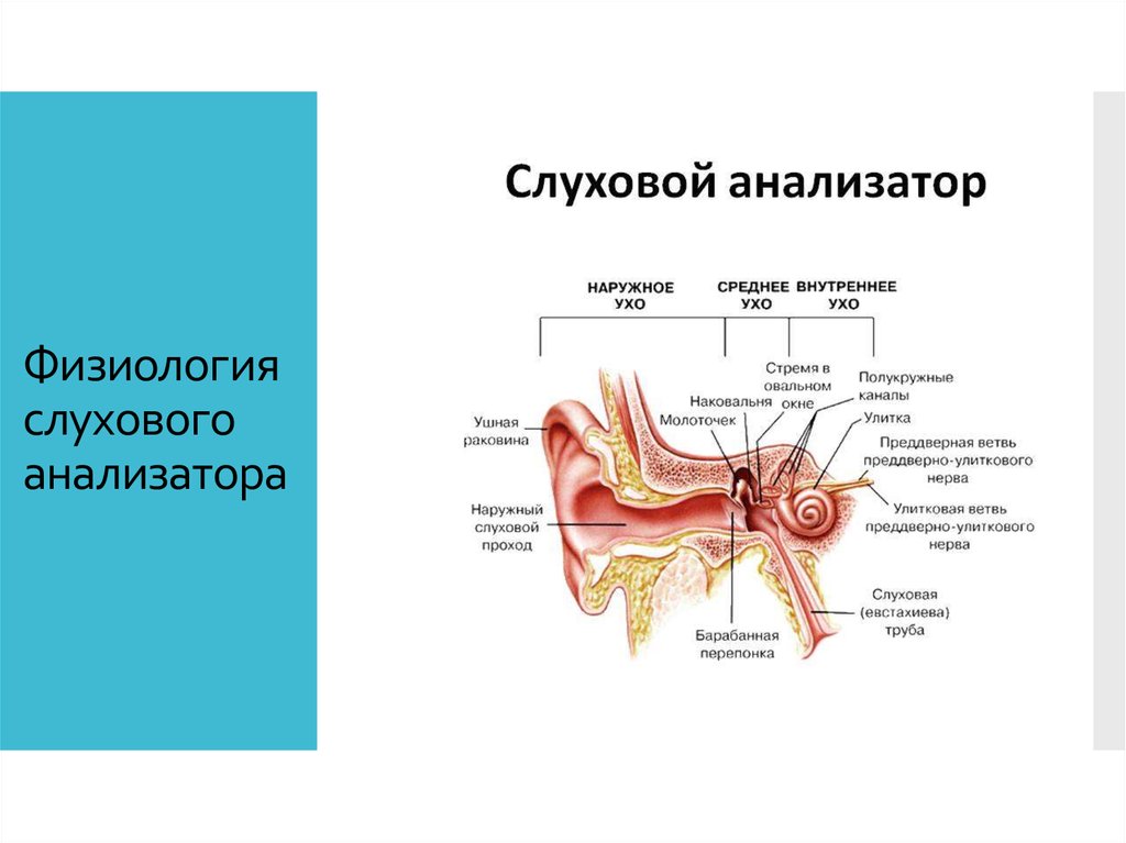 Слуховой анализатор анатомия