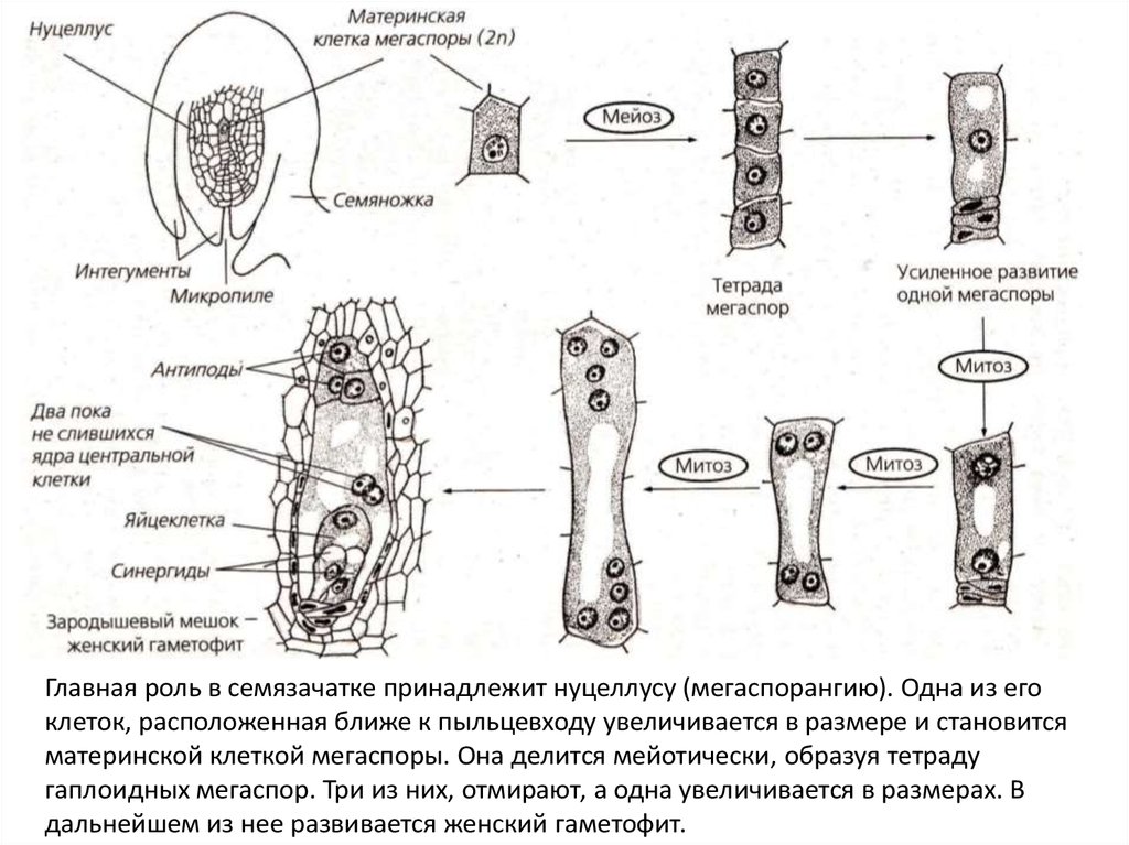 Женский гаметофит цветковых. Схема развития мужского гаметофита у цветковых растений. Развитие женского гаметофита у покрытосеменных. Образование женского гаметофита у покрытосеменных схема. Схема развития женского гаметофита у цветковых растений.