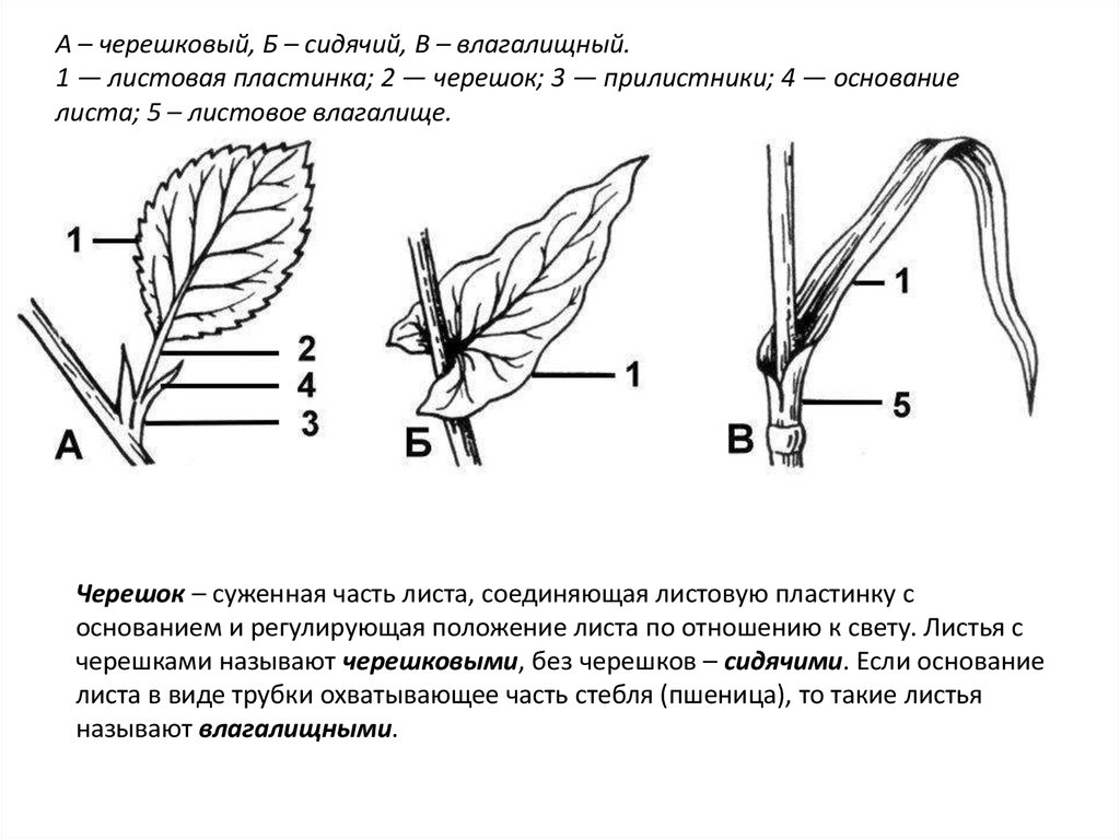 Какой цифрой на рисунке изображен стебель. Строение сидячего листа. Черешковые сидячие влагалищные листья. Внешнее строение сидячего листа. Строение влагалищного листа.