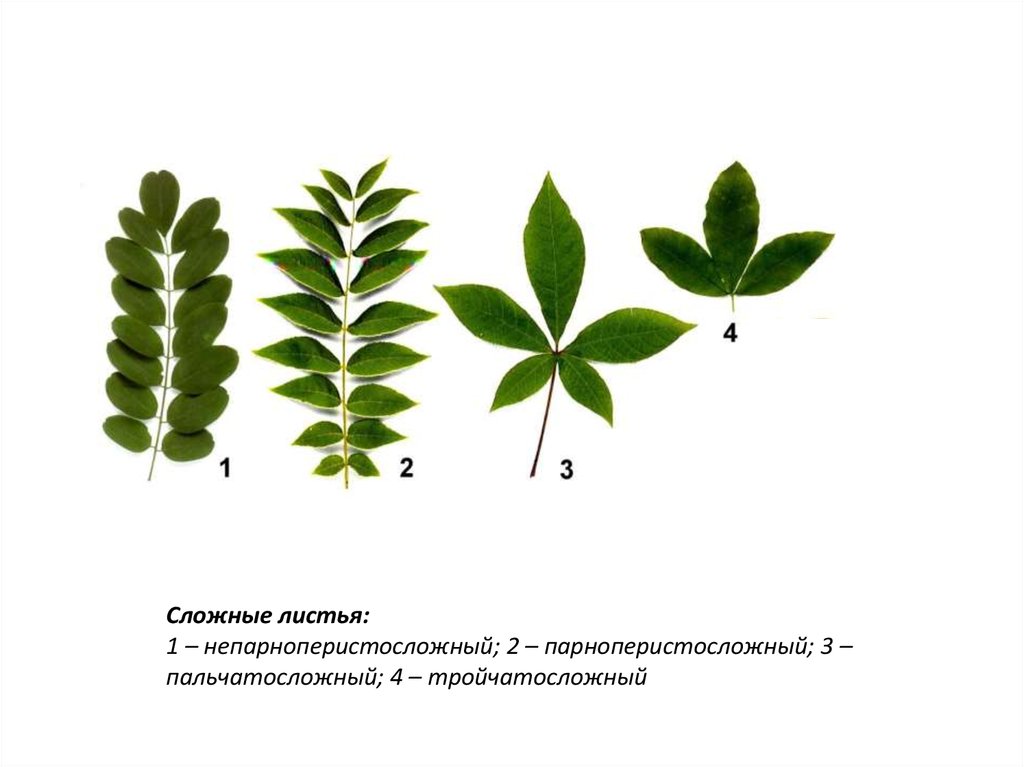 Простые сложные растения