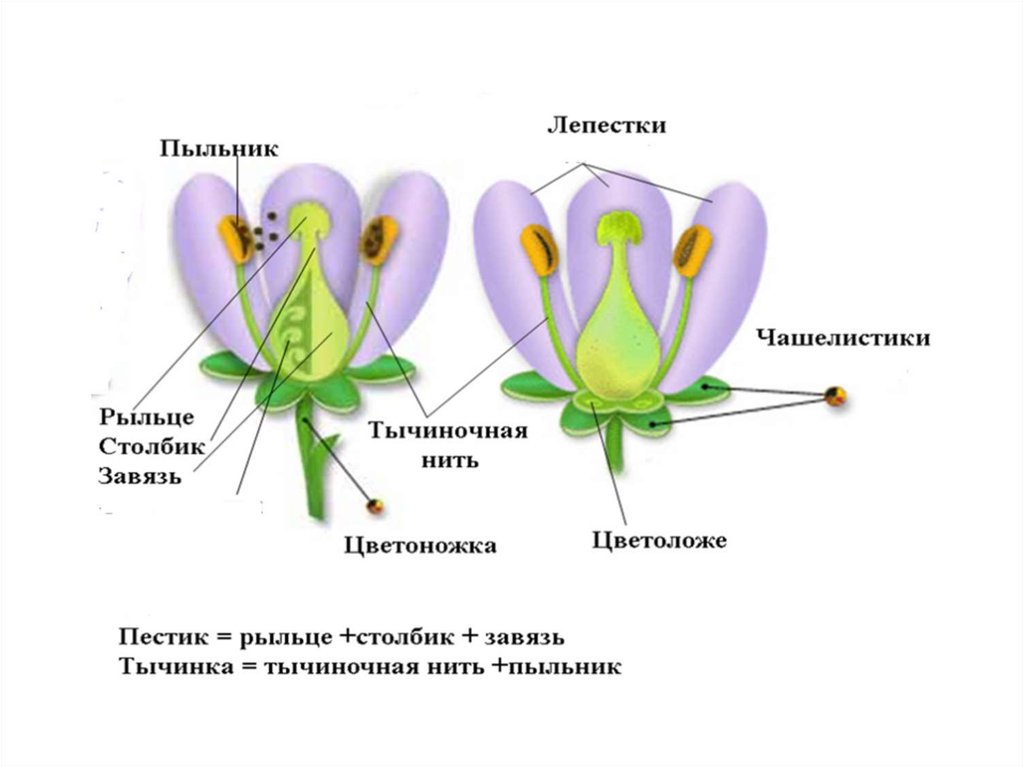 Органы репродуктивной сферы