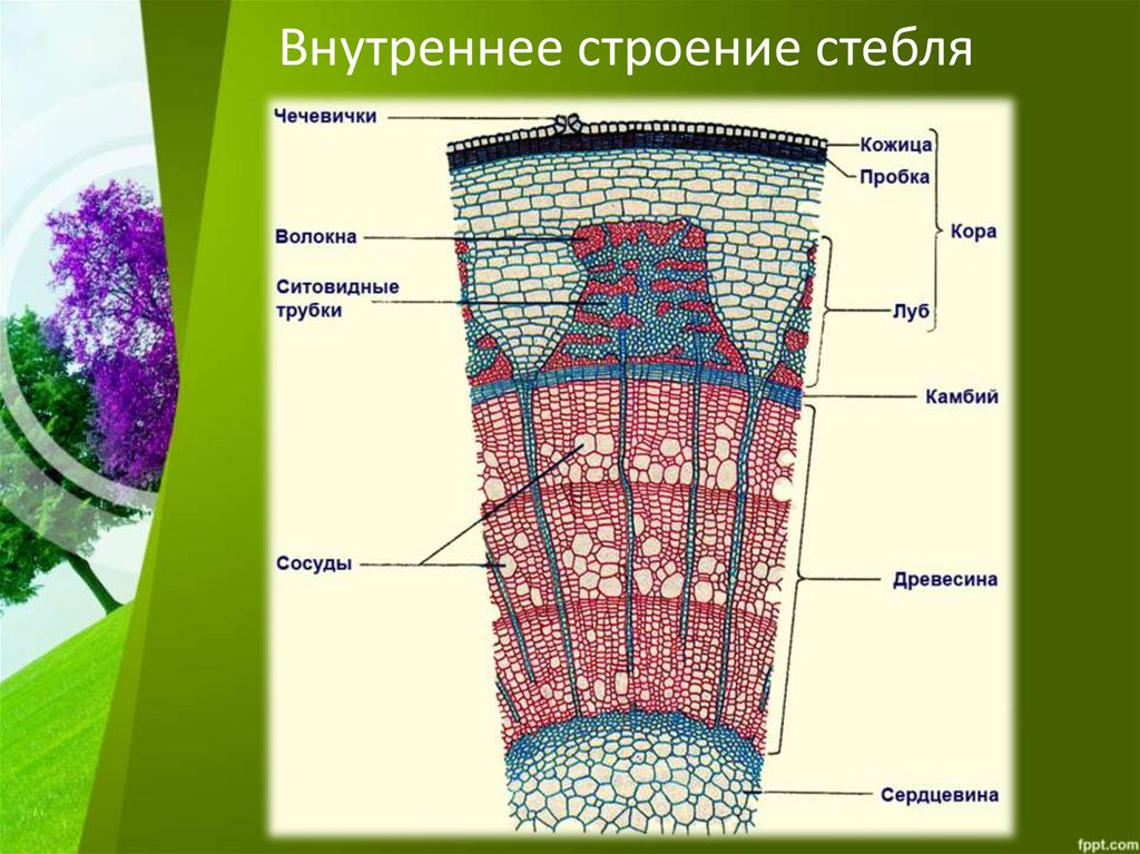 Схема строение стебля сосны