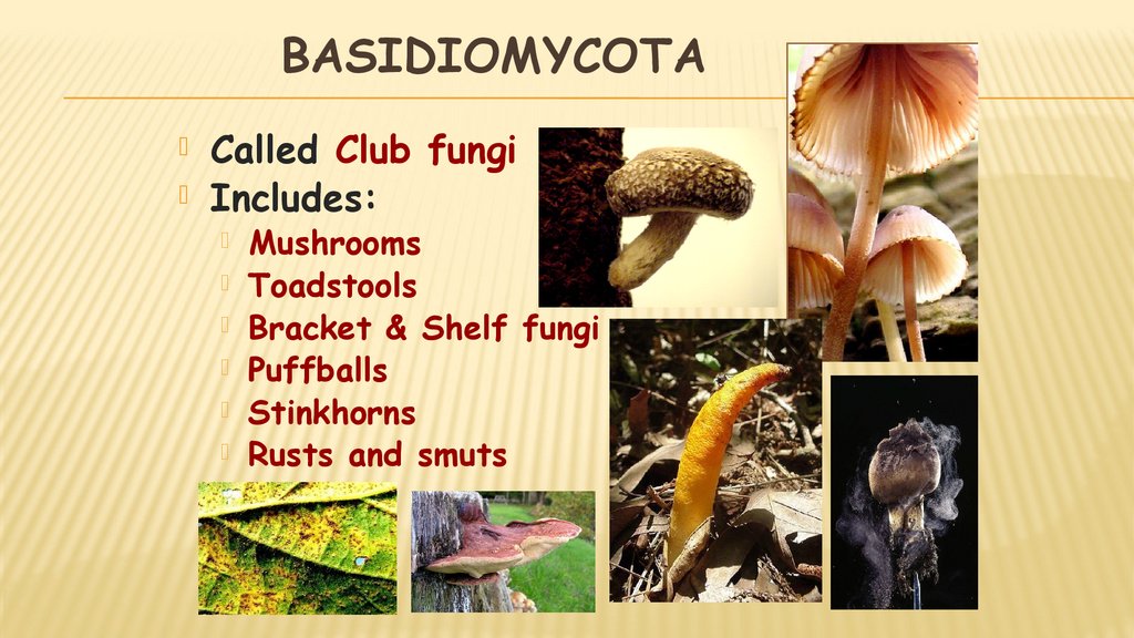 Eukaryotic Microorganisms Fungi Online Presentation