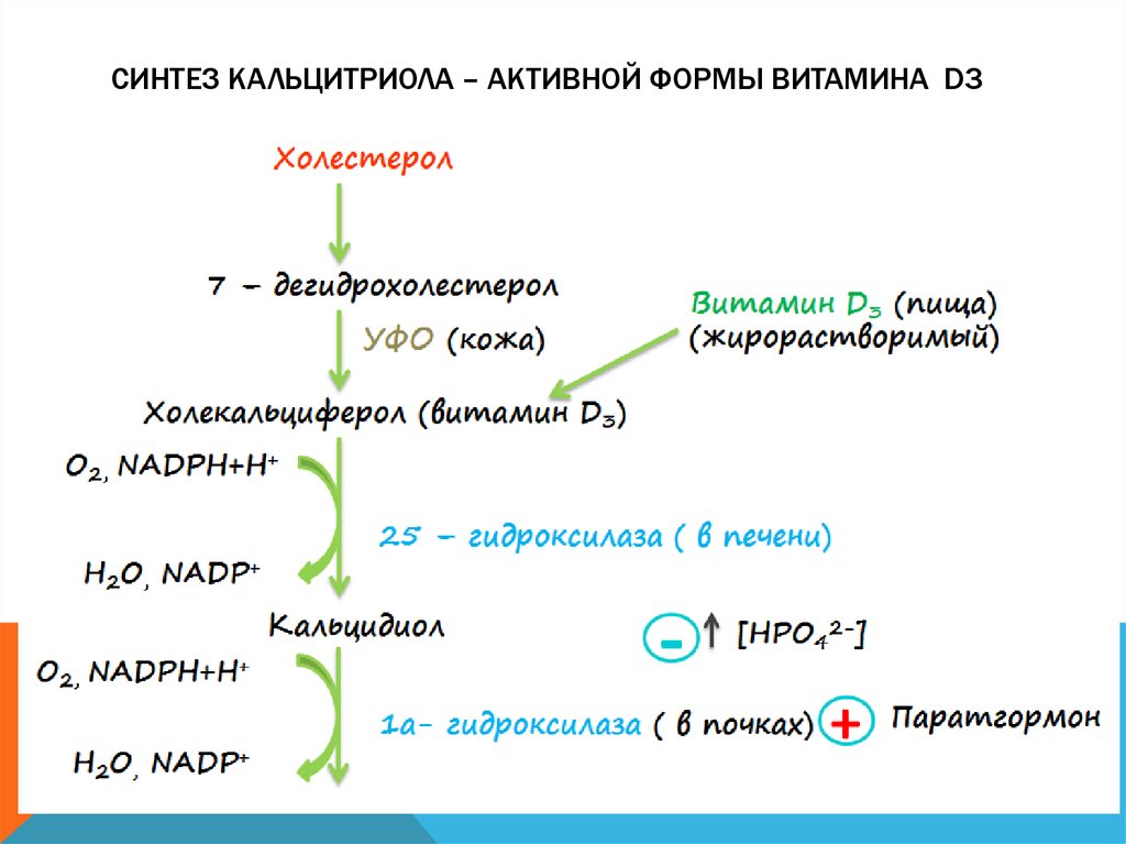 Третий синтез. Этапы синтеза витамина д. Схема синтеза кальцитриола из витамина д3. Образование кальцитриола из витамина д3. Из чего синтезируется витамин д.