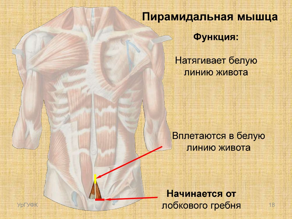 Прямая мышца где. Пирамидальная мышца живота функции. Пирамидальная мышца m. pyramidalis. Пирамидальная мышцы живота анатомия и функции. Пирамидальная мышца живота рудимент.
