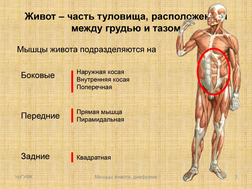 Части тела на груди. Мышцы живота. Части мышцы. Мышцы живота диафрагма. Мышцы человека кратко.