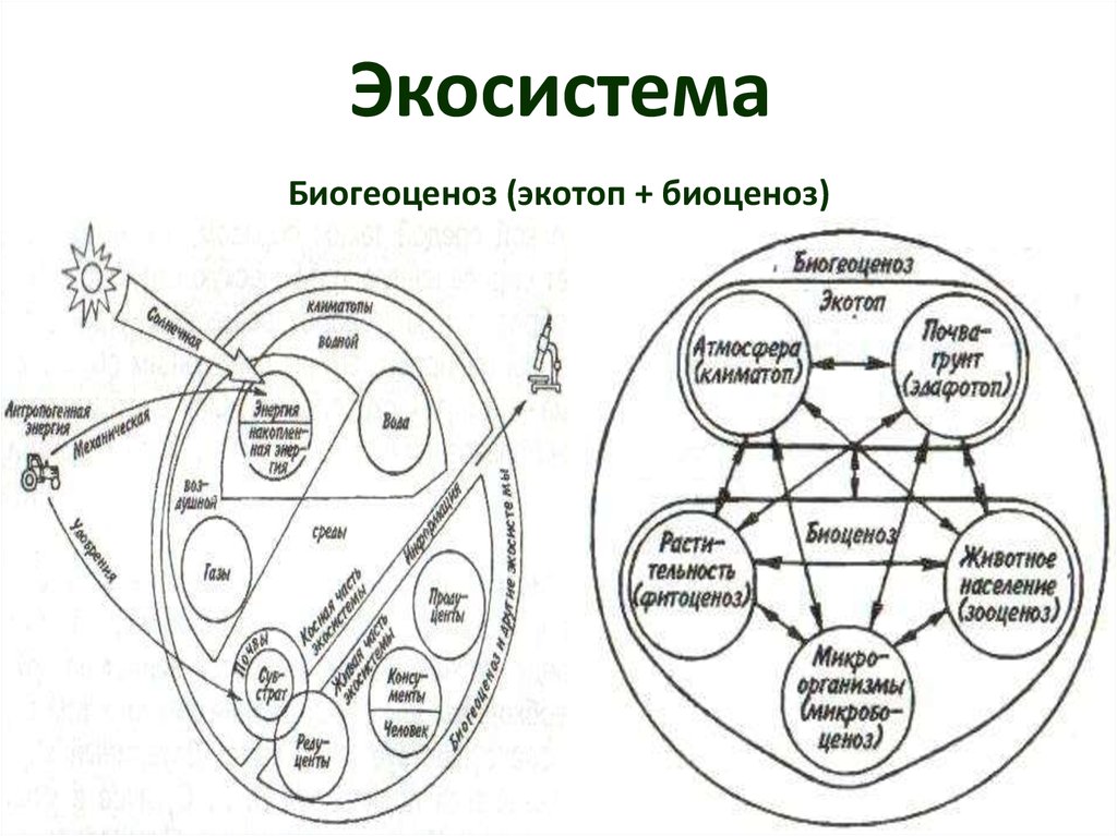 Основные компоненты экосистемы схема