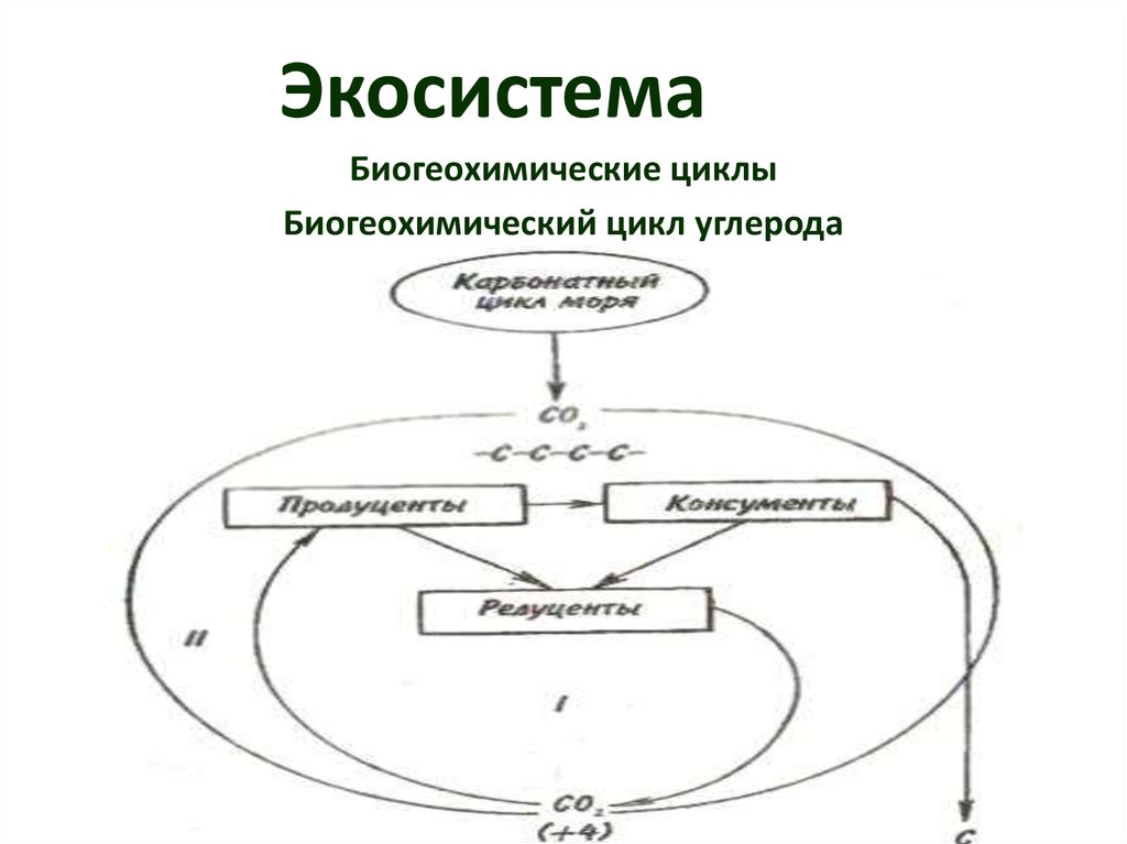 Составьте схемы биогеохимических циклов воды и кислорода