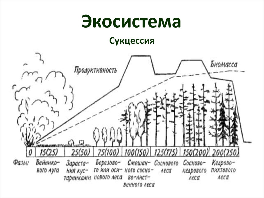 Чья биомасса в биосфере больше. Экологическая сукцессия. Этапы экологической сукцессии. Первичная продуктивность экосистемы. Биомасса и продуктивность экосистем.