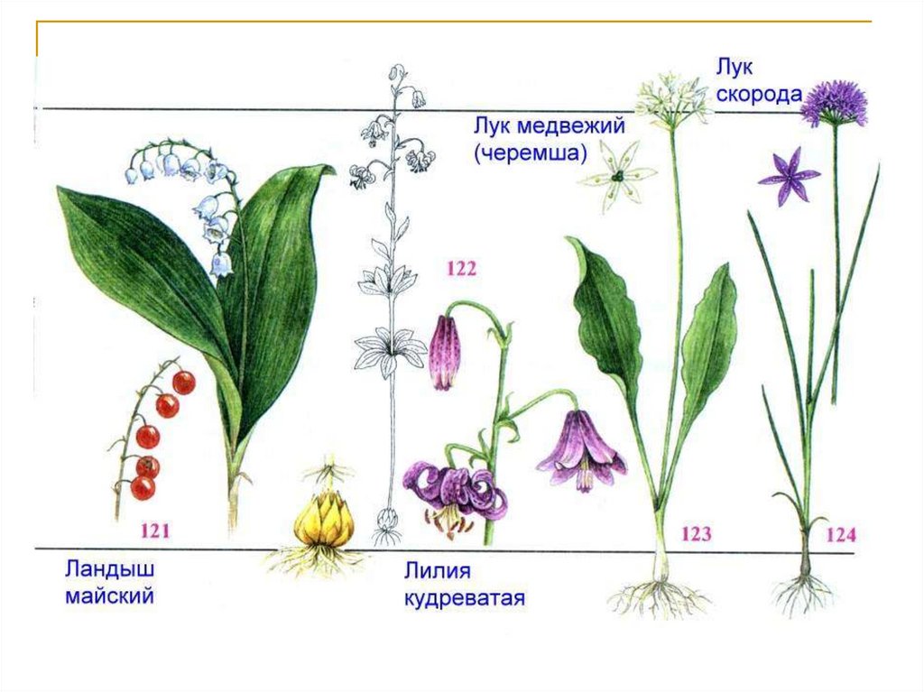 Соцветие лилейных рисунок