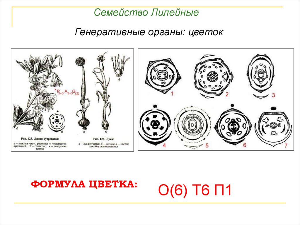 Диаграмма цветка лилейных схема