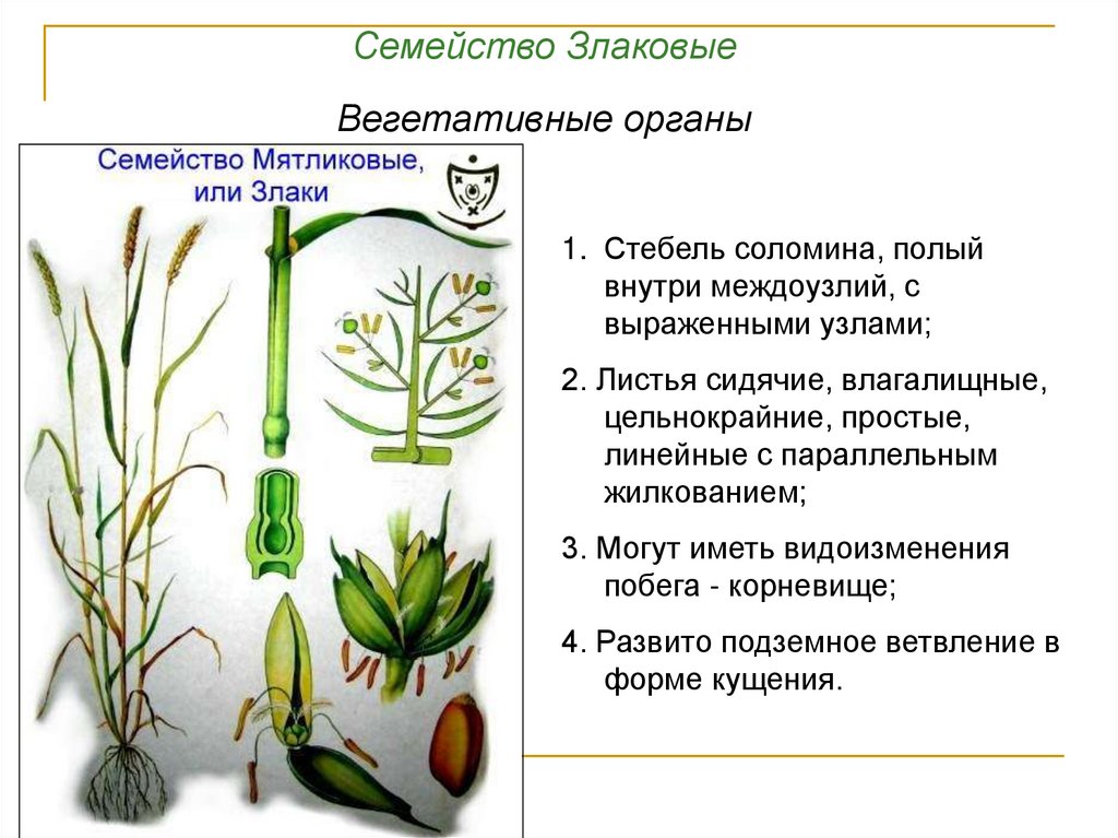 Особенности стебля злаковых растений. Семейство злаковые стебель. Строение стебля злаковых. Строение стебля злака. Стебель Соломина.