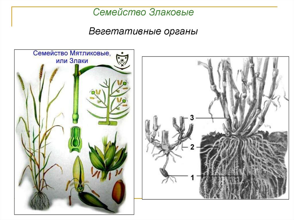 Особенности вегетативных органов злаковых. Семейство злаковые вегетативные органы. Вегетативные органы злаковых. Строение вегетативных органов злаковых. Особенности строения вегетативных органов злаковых.