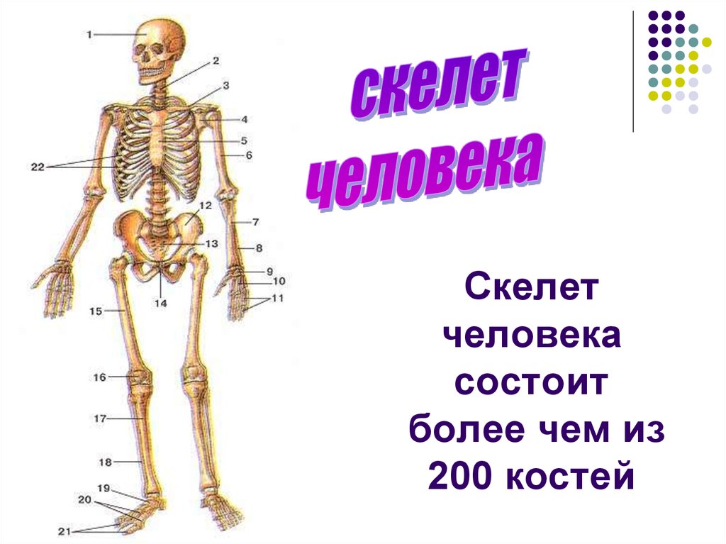 Как состоит человек. Из чего состоит скелет человека 3 класс. Чего-состоит-скелет-человека. Строение скелета человека 3 класс. Из чего состоит скелет человека 3 класс окружающий мир.