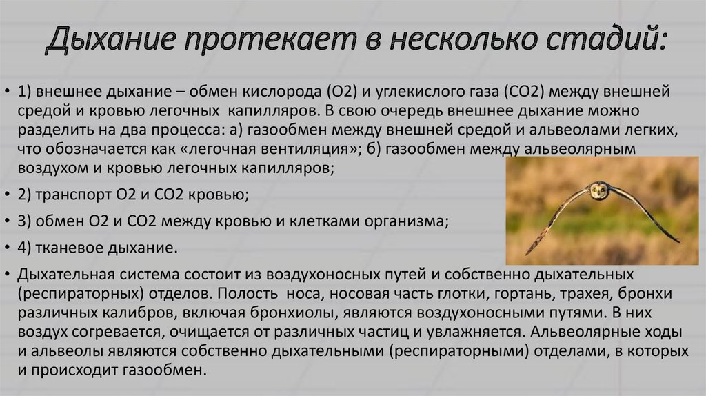 Несколько стадий. Дыхание протекает в. Процесс дыхания протекает в. Место протекания процесса дыхания. Процесс дыхания протекает постоянно.