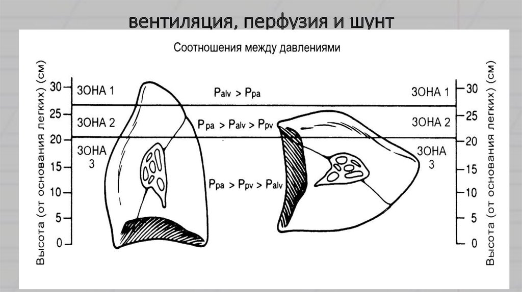 Перфузия и вентиляция. Физиология дыхания. Вентиляция и перфузия легких.