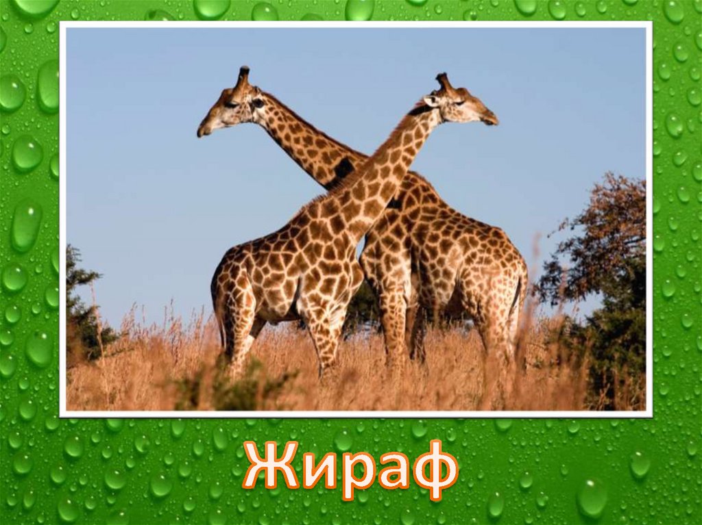 Самые красивые животные в мире презентация