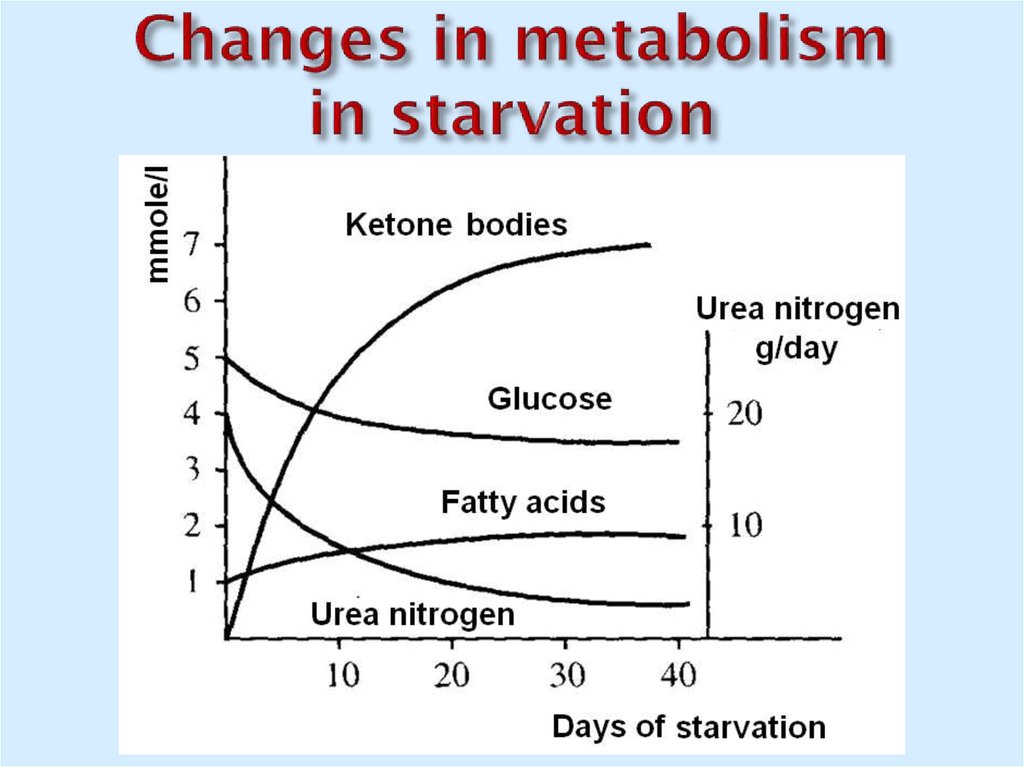 Changes in metabolism in starvation