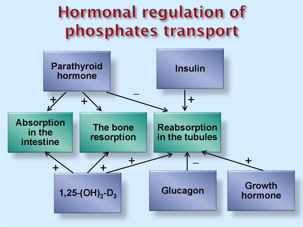 Hormonal regulation of phosphates transport