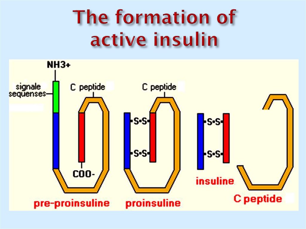 The formation of active insulin