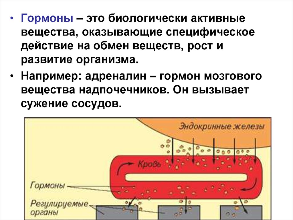 Адреналин какая секреция. Адреналиновые железы.