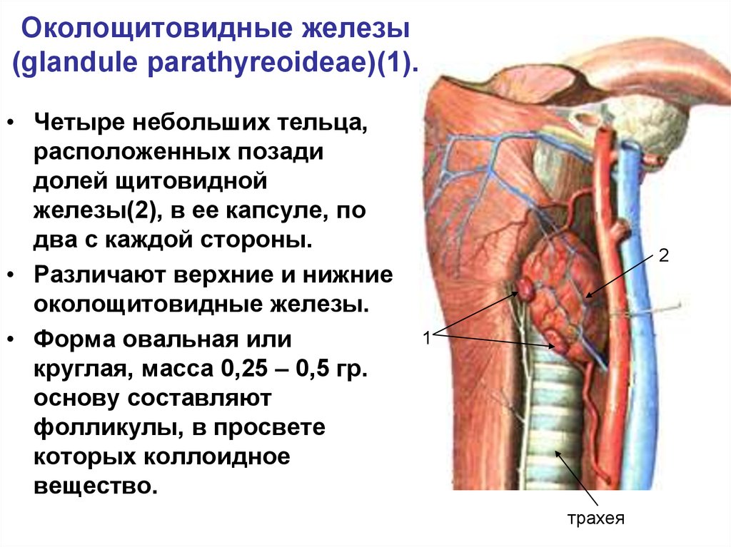 И прочего железа. Околощитовидные железы топография. Anatomia паращитовидная железа. Щитовидная железа и околощитовидные железы. Околощитовидная железа строение.