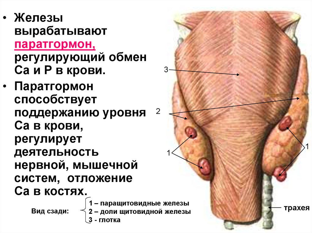 Околощитовидные железы презентация