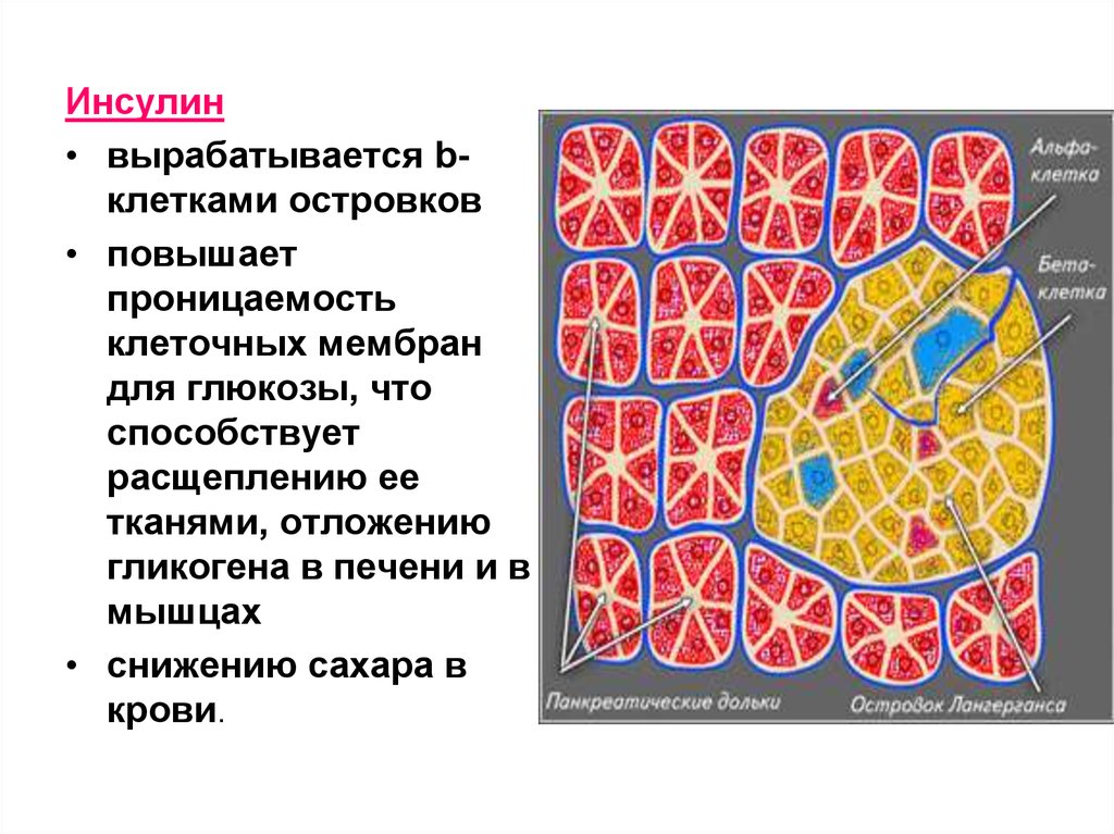 Паращитовидная железа гистология. Инсулин вырабатывается. Щитовидная и паращитовидная железа гистология препарат. Щитовидная железа вырабатывает инсулин.