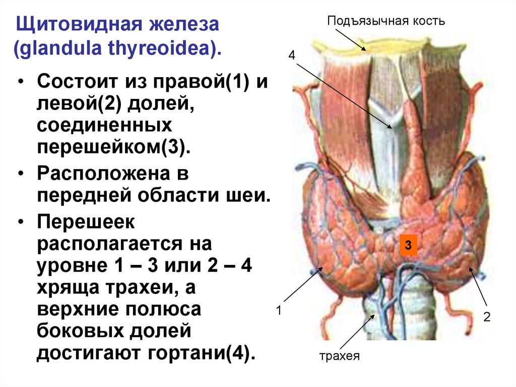 Щитовидная железа узел в левой доле. Доли и перешеек щитовидной железы. Щитовидная железа вид сбоку. Узел доли щитовидной железы.