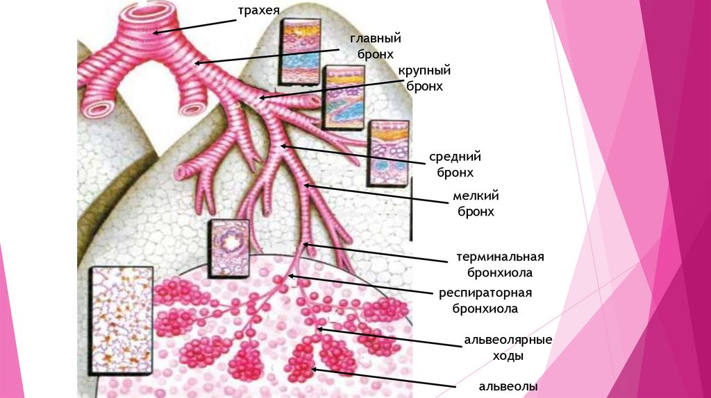 Презентация строение легких