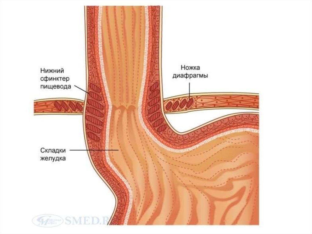 Нижний пищевод. Эзофагеальный сфинктер. Глоточно пищеводный сфинктер. Верхний и Нижний сфинктер желудка и пищевода. Верхний пищеводный сфинктер.