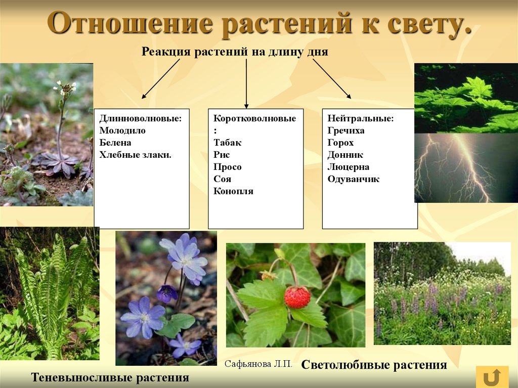 Какие есть экологические группы. Отношение растений к свету. Растения по отношению к свету. Экологические группы растений. Группы растений по отношению к свету.