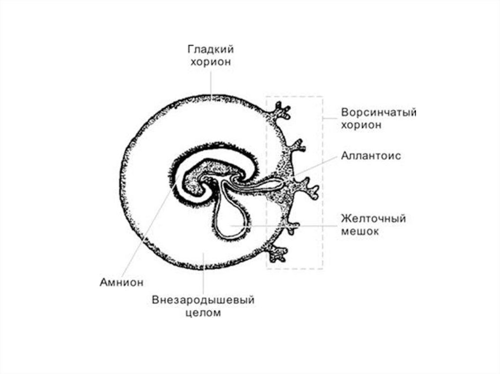 Эмбрион схема егэ