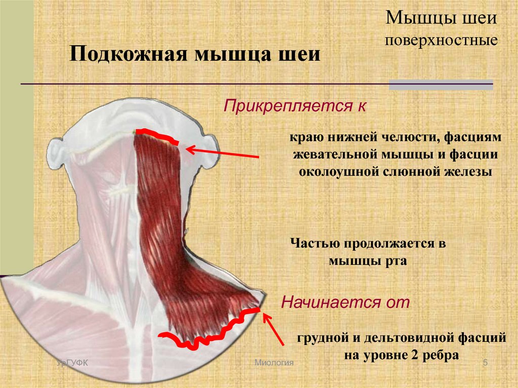 Основные мышцы шеи. Платизма мышца шеи анатомия. Подкожная мышца шеи анатомия. Поверхностные мышцы шеи. Мышцы шеи поверхностные подкожная.