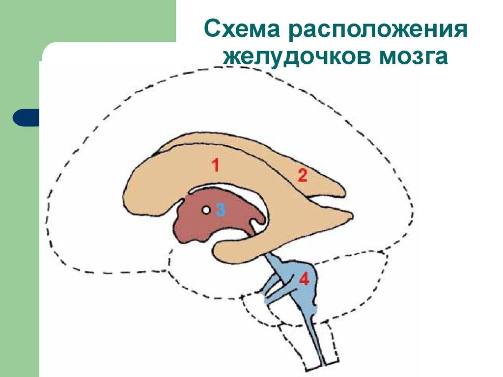 Желудочки среднего мозга. Желудочковая система головного мозга схема. Схема строения желудочков мозга. 1 И 2 желудочки головного мозга расположены. Схема расположения желудочков головного мозга.