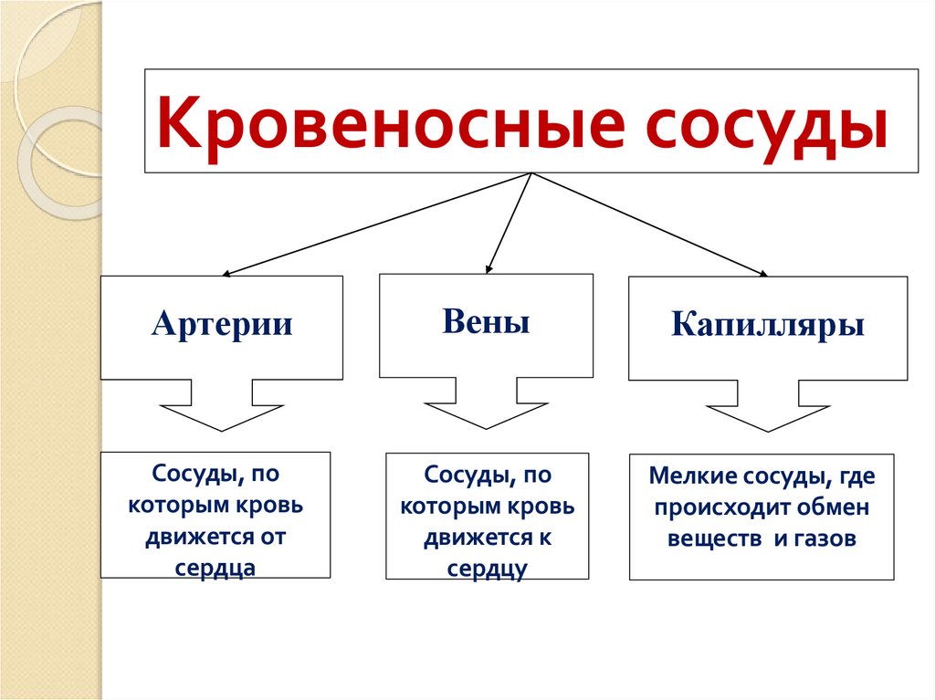 Кровеносные сосуды схема