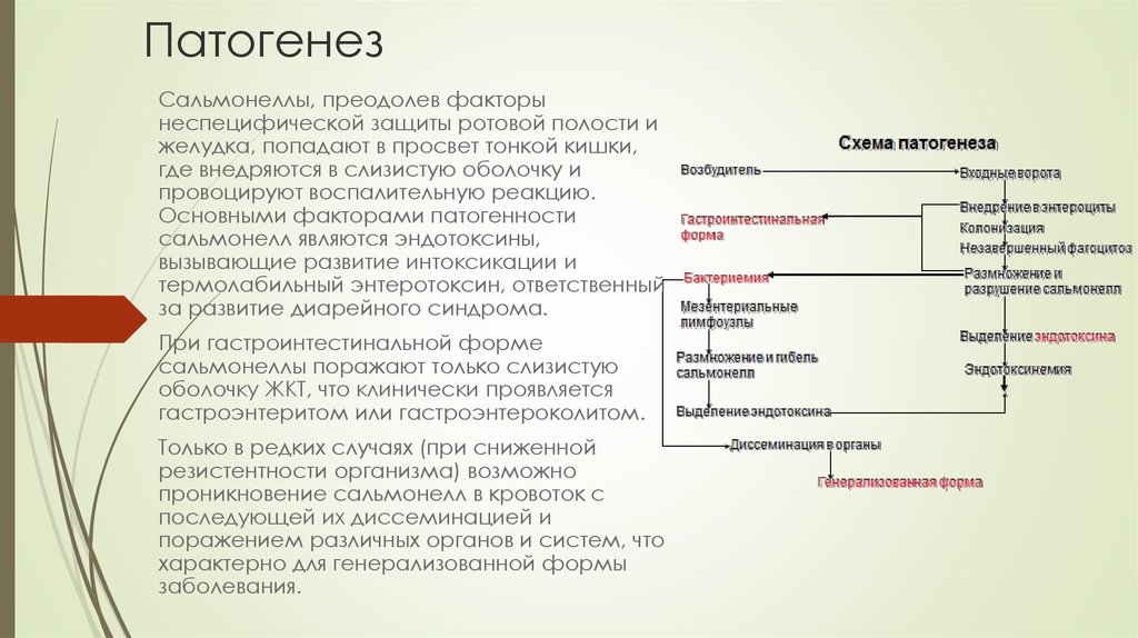 Схема патогенеза сальмонеллеза