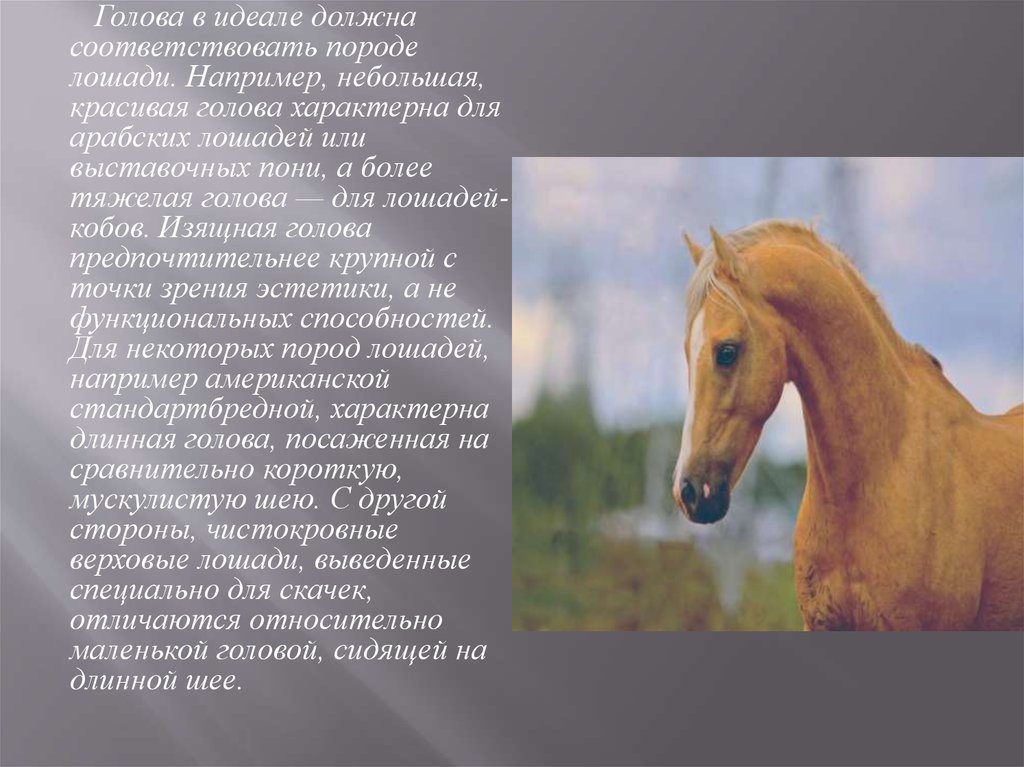 Какой тип питания характерен для лошади. Арабская порода лошадей презентация. Лошадь для презентации. Вывод лошадей. Конь с розовой презентация.