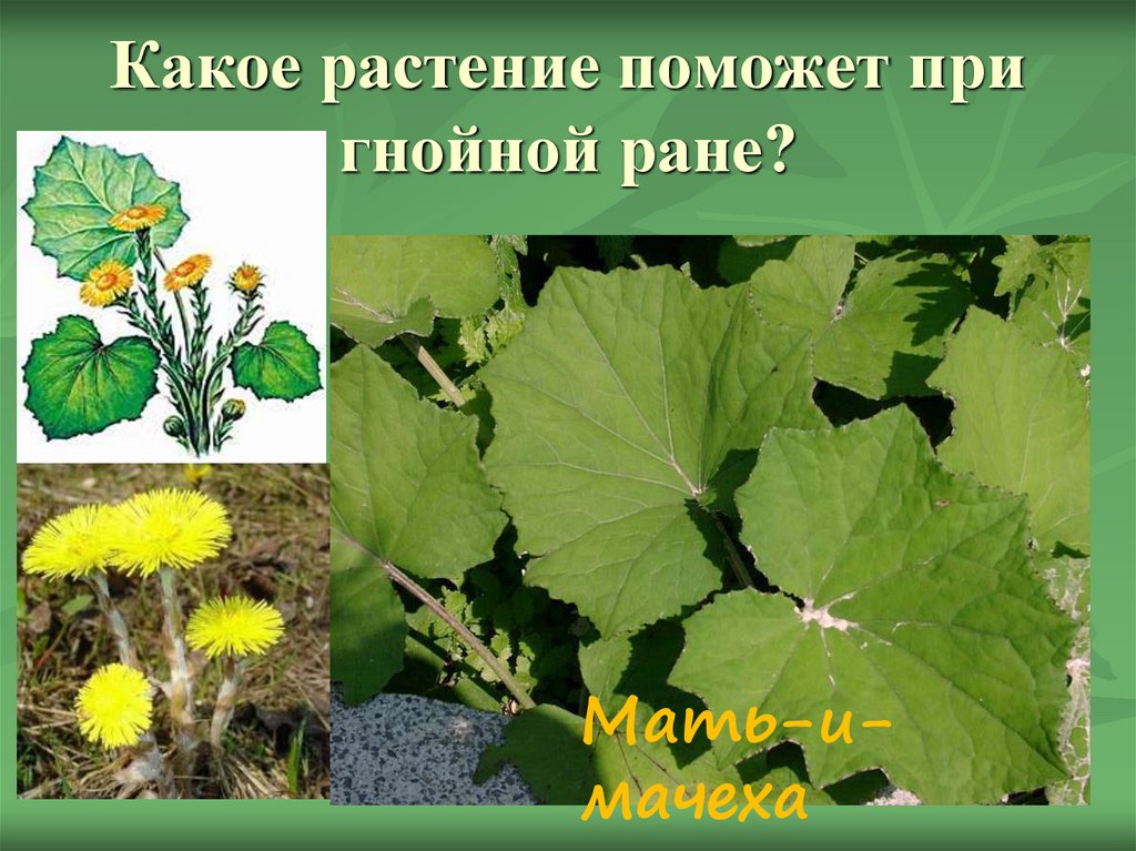 Какое растение помогло. Какое растение. Мать и мачеха какое растение. Мать и мачеха для РАН. Растения при ранах.