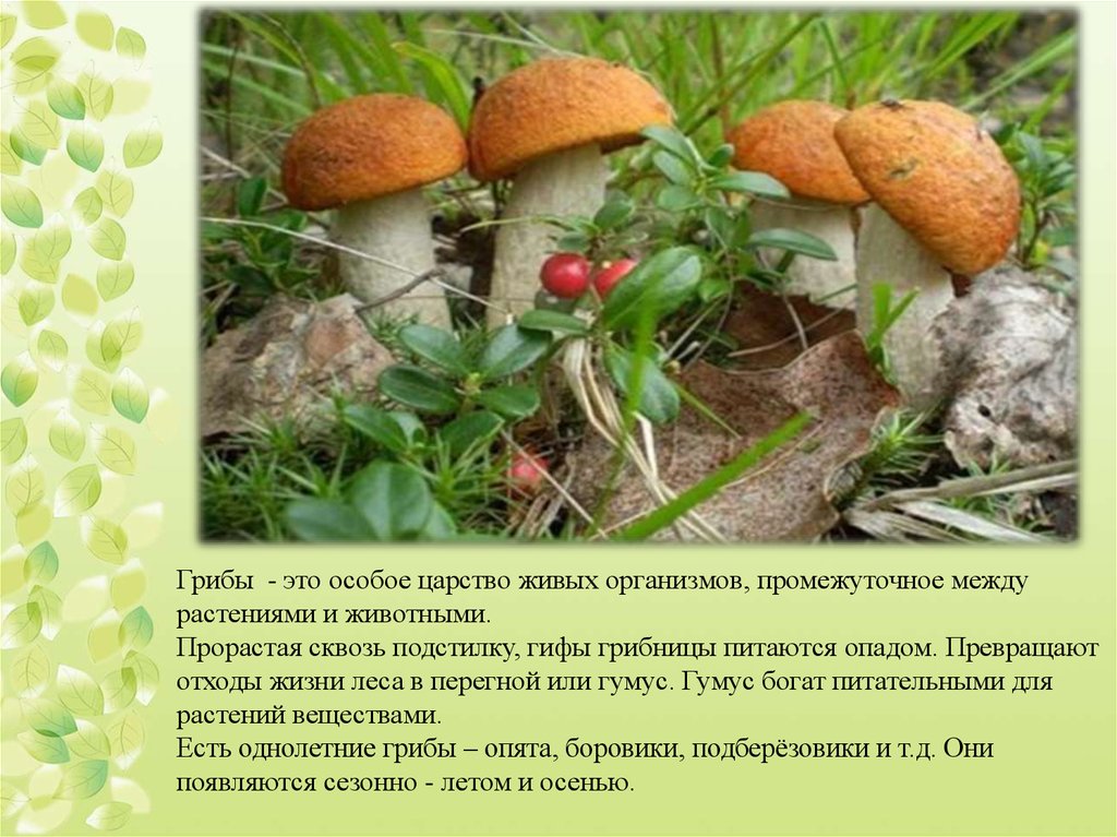 Грибы особая группа организмов. Гриб. Особые грибы. Особое царство грибов. Грибы между растениями и животными.