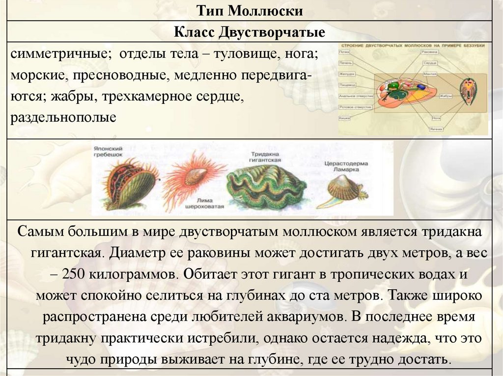 Общая характеристика моллюсков класс