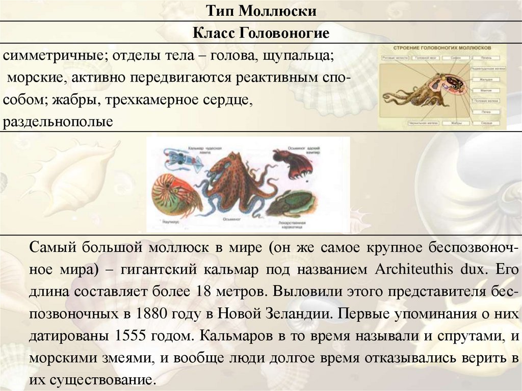 Общая характеристика классы моллюсков