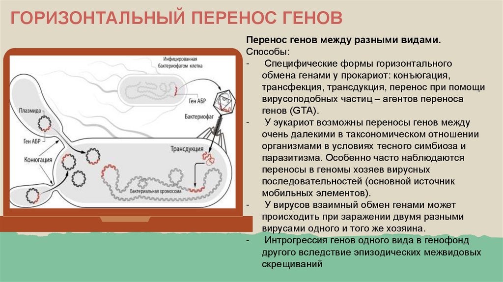 ГОРИЗОНТАЛЬНЫЙ ПЕРЕНОС ГЕНОВ