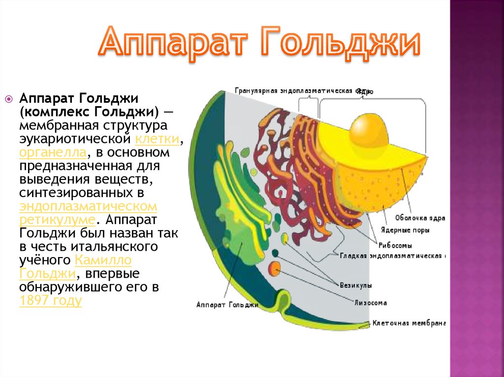 Особенности строения комплекса гольджи. Аппарат Гольджи слайд. Аппарат Гольджи наиболее развит в клетках. Комплекс Гольджи в растительной клетке. Аппарат Гольджи у грибов есть или нет.