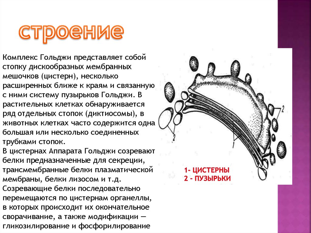 Особенности строения комплекса гольджи